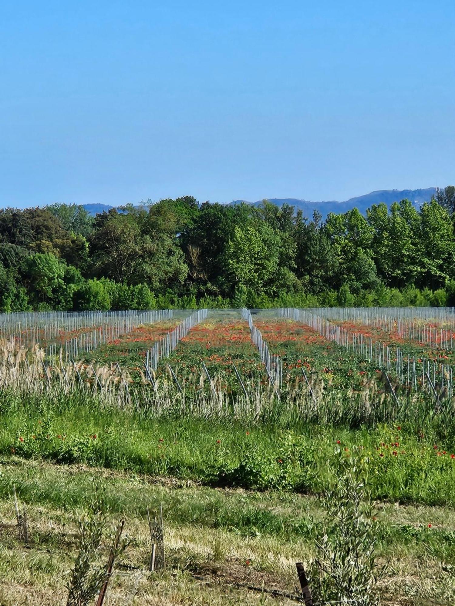 Domaine Villecarla Villedubert Exteriér fotografie